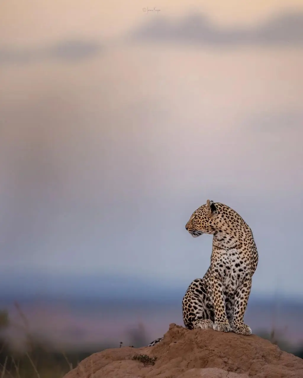 Leopard at dusk